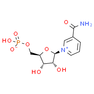 β-煙酰胺單核苷酸；NMN
